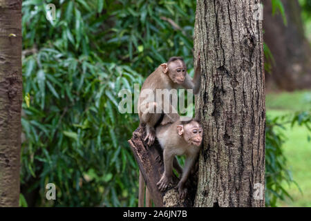 Two monkeys playing on the tree branch in the forest showing emotions to other monkey Sanjay Gandhi National Park  Mumbai  Maharashtra India. Stock Photo