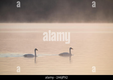 Two whooper swans, Cygnus Cygnus, swimming in misty morning light, Loch Leven National Nature Reserve, Scotland, UK. Stock Photo