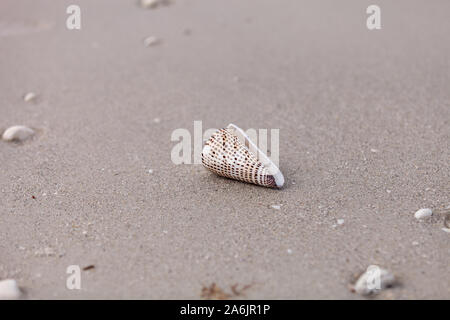 Lettered cone snail Conus litteratus on the sand on the beach. Stock Photo