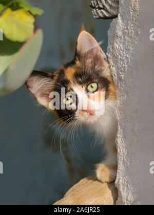 Curious cat kitten, tricolor calico patched tabby, peering from behind a wall with wonderful colored eyes, Cyprus Stock Photo