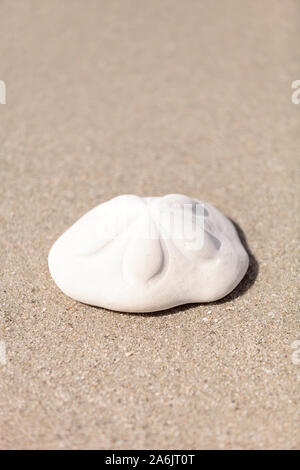 Sea biscuit Clypeaster rosaceus urchin on the sand on the beach. Stock Photo