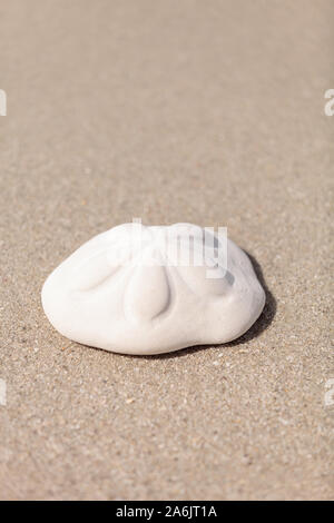 Sea biscuit Clypeaster rosaceus urchin on the sand on the beach. Stock Photo