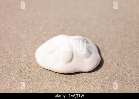 Sea biscuit Clypeaster rosaceus urchin on the sand on the beach. Stock Photo