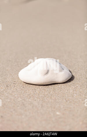 Sea biscuit Clypeaster rosaceus urchin on the sand on the beach. Stock Photo