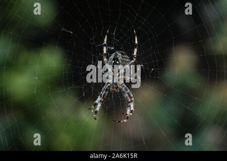 Spider walking down holding his web. Xloseup macro photography