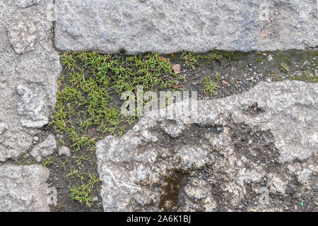 Weedy plant seedlings growing through the cracks in stone paving. Peeping through metaphor, common weeds, isolated weeds and plants. Stock Photo