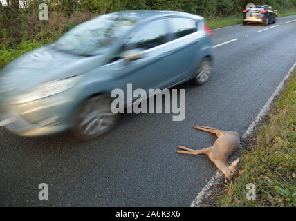 Dead deer on the country road in Devon hit by vehicle Stock Photo