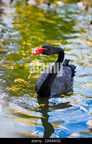 beautiful black swan swimming on autumn lake Stock Photo