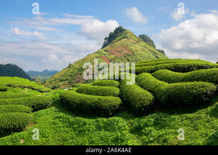 Green tea terrace fields in Moc Chau, Northwest of Vietnam Stock Photo