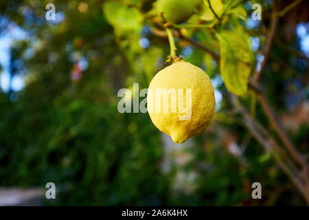 Fresh lemon hanging on the lemon tree in a garden Stock Photo
