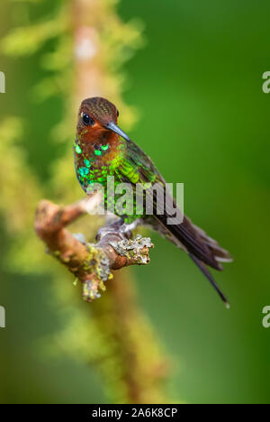 White-tailed Hillstar - Urochroa bougueri, beautiful colored hummingbird from Andean slopes of South America, Hollin waterfall, Ecuador. Stock Photo
