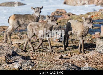 Adorable Baby Bighorn Sheep Triplets Roaming the Mountain Stock Photo