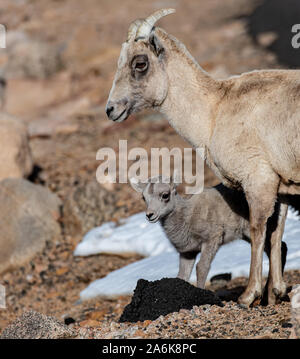 A Bighorn Sheep Ewe and Her Baby Lamb Stock Photo