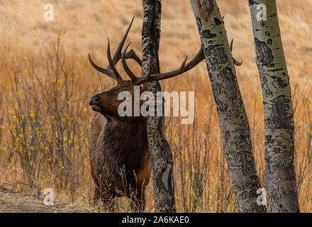 A Large Bull Elk Rubbing Against an Aspen Tree in the Fall Stock Photo