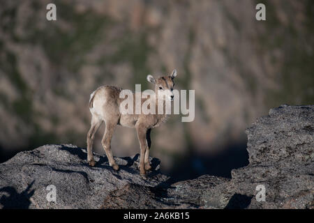 An Adorable Bighorn Sheep Lamb on a Rocky Cliff in Colorado Stock Photo