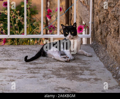 Small black and white cat or kitten resting on stone steps and staring at the camera Stock Photo