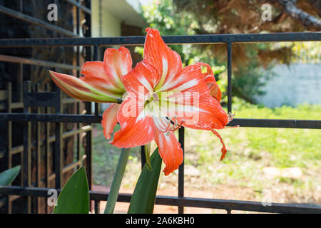 Asuncion, Paraguay. 27th October, 2019. Bicolor amaryllis (Hippeastrum hybrid) orange flowers in the concrete planter bloom in the half shadow during a sunny and unseasonably hot day in Asuncion with temperatures high around 38 degrees Celsius. Stock Photo