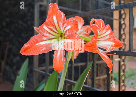 Asuncion, Paraguay. 27th October, 2019. Bicolor amaryllis (Hippeastrum hybrid) orange flowers in the concrete planter bloom in the half shadow during a sunny and unseasonably hot day in Asuncion with temperatures high around 38 degrees Celsius. Stock Photo