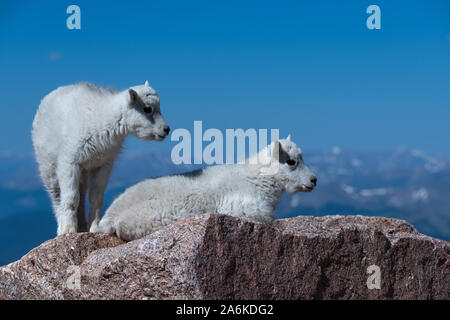 Young Mountain Goat Siblings High in the Mountains Stock Photo