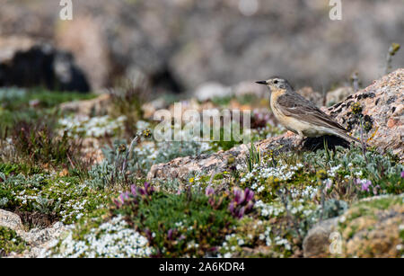 An American Pipit on the Tundra in Colorado Stock Photo