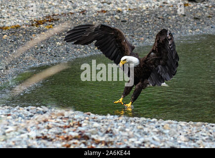 A Majestic Bald Eagle Coming in for a Landing Stock Photo