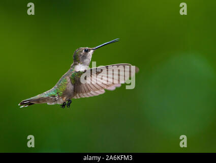 A Beautiful Broad-tailed Hummingbird in Flight Stock Photo