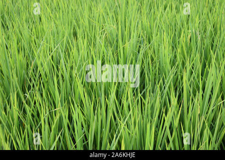 green back ground on paddy tree in india Stock Photo