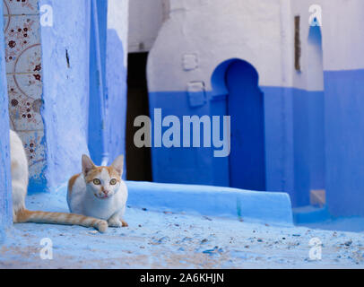 Cats in Chefchaouen Stock Photo