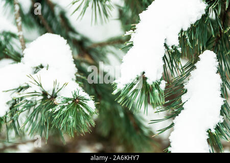 Fluffy snow on pine branches. Winter in spruce forest. Stock Photo