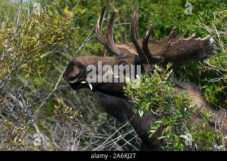 A Large Bull Moose with Velvet Antlers Foraging on Willows in Spring