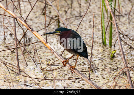 A Green Heron Perched on a Low Branch Above Water Stock Photo