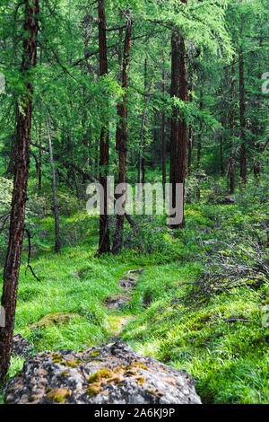Pine forest on summer day. Hiking in taiga Stock Photo