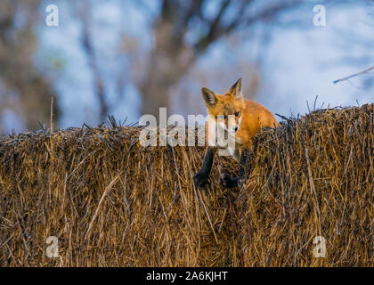 A Baby Red Fox Kit on a Bail of Hay Stock Photo