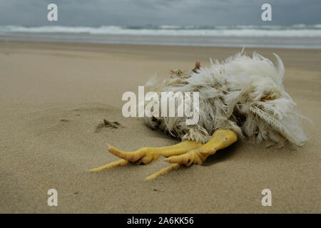 Durban, South Africa, cruelty, animal rights, single dead white chicken ...