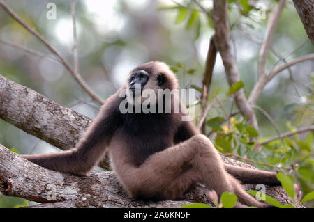 Agile Gibbon, Hylobates agilis, Tanjung Puting National Park, Indonesia Stock Photo