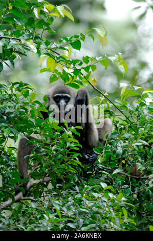 Agile Gibbon, Hylobates agilis, Tanjung Puting National Park, Indonesia Stock Photo