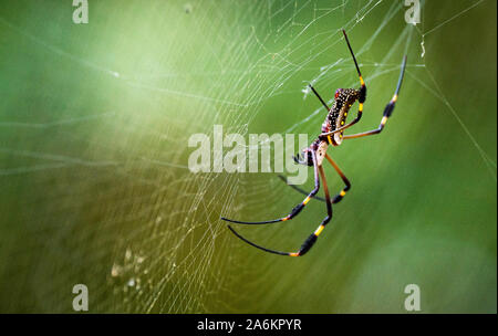 A Beautiful Macro of a Golden Silk Orb-weaver Spider on Its Web Stock Photo