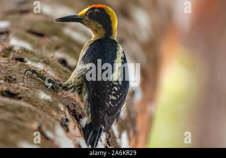 A Golden-naped Woodpecker in the Osa Peninsula, Costa Rica Stock Photo