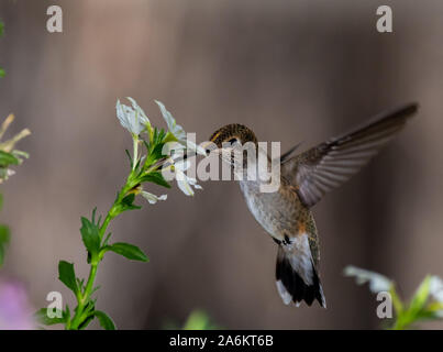 A Broad-tailed Hummingbird Feeding from a Flower Stock Photo