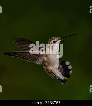 A Broad-tailed Hummingbird in Flight Stock Photo