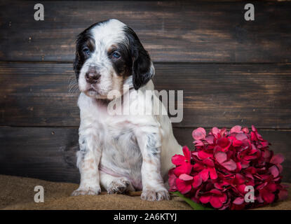 Cute English Setter puppy dog studio portrait. Stock Photo