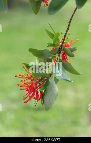 Close up of Embothrium coccineum - Chilean fire bush flowering in an English garden Stock Photo