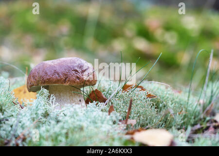 a porcini mushroom (Boletus edulis) in the autumn in the forest Stock Photo