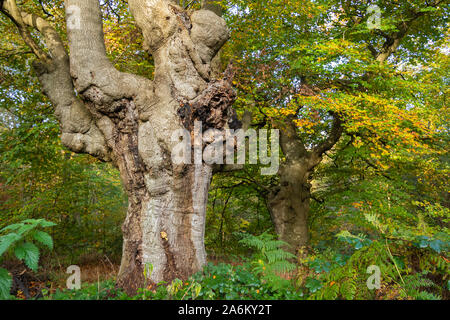 Ancient pollarded beech trees at Burnham Beeches National Nature Reserve during autumn, Buckinghamshire, UK Stock Photo