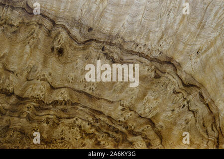 Nature walnut burl wood Grain texture background Stock Photo