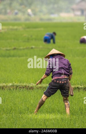 Mai Chau / Vietnam - March 09 2019: An old man working on a rice field in the evening light. Stock Photo