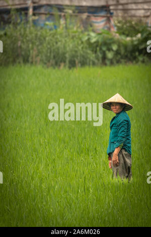 Tam Coc / Vietnam - March 10 2019: An woman working on a rice paddy in the evening light. Stock Photo