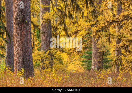 larch trees in fall color near seeley lake, montana