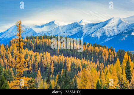 larch in fall color below the swan range near condon, montana Stock Photo