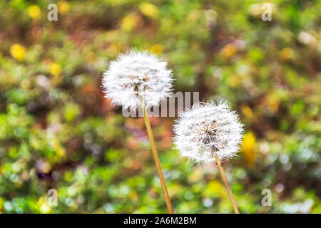 Two white fluffy dandelion balls or taraxacum officinale on a blurred background of autumn yellow leaves over green grass. On a sunny day. Stock Photo